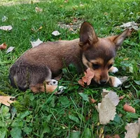Atlas , a male Pembroke Welsh Corgi and Chihuahua for sale in Saint Louis, MI – 1 of 5