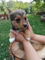 Banjo, a male Pembroke Welsh Corgi and Chihuahua for sale in Saint Louis, MI – 3 of 5