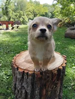 Zena, a female Pembroke Welsh Corgi and Chihuahua for sale in Saint Louis, MI – 5 of 5