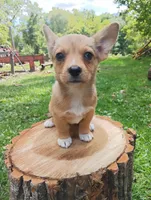 Freya , a female Pembroke Welsh Corgi and Chihuahua for sale in Saint Louis, MI – 2 of 5