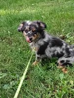 Spike , a female Chihuahua and Pomeranian for sale in Saint Louis, MI – 2 of 3