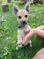 Ruby , a female Chihuahua and Pomeranian for sale in Saint Louis, MI – 3 of 3
