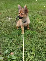 Trisha , a female Chihuahua and Pomeranian for sale in Saint Louis, MI – 3 of 3
