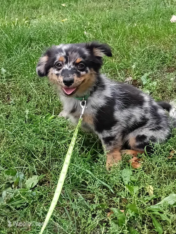 Spike  – Chihuahua, Pomeranian puppy for sale in Saint Louis, MI