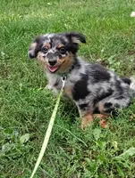Spike , a female Chihuahua and Pomeranian for sale in Saint Louis, MI – 1 of 3