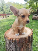 Freya , a female Pembroke Welsh Corgi and Chihuahua for sale in Saint Louis, MI – 5 of 5