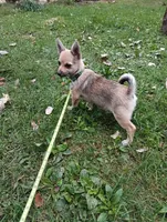 Ruby , a female Chihuahua and Pomeranian for sale in Saint Louis, MI – 2 of 3