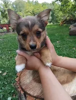 Banjo, a male Pembroke Welsh Corgi and Chihuahua for sale in Saint Louis, MI – 5 of 5
