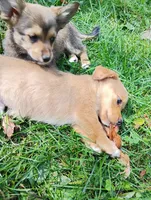 Cosmo , a male Pembroke Welsh Corgi and Chihuahua for sale in Saint Louis, MI – 4 of 5