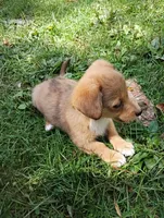 Cosmo , a male Pembroke Welsh Corgi and Chihuahua for sale in Saint Louis, MI – 3 of 5
