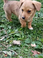 Ziggy , a male Pembroke Welsh Corgi and Chihuahua for sale in Saint Louis, MI – 5 of 5