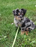 Spike , a female Chihuahua and Pomeranian for sale in Saint Louis, MI – 3 of 3