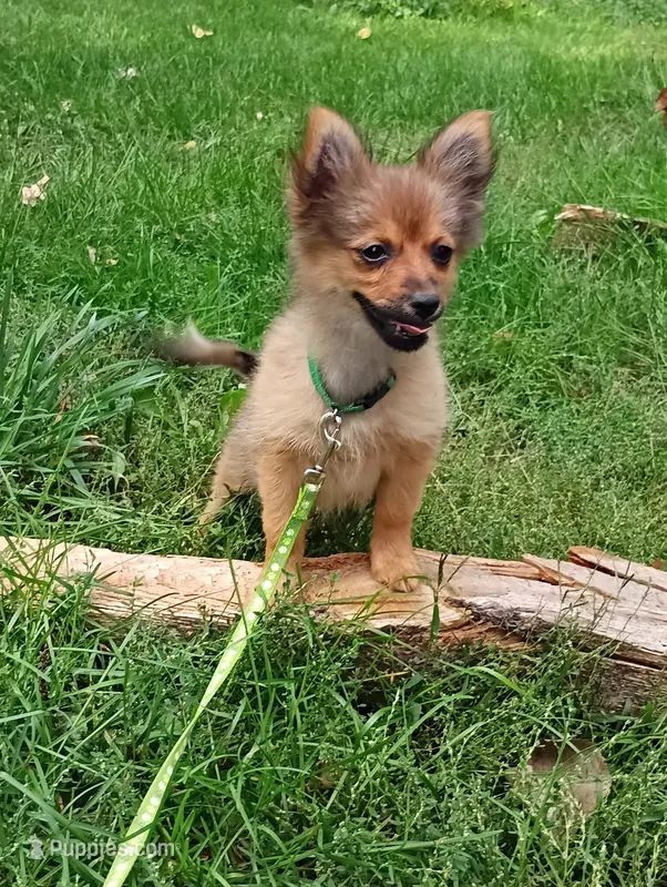 Trisha  – Chihuahua, Pomeranian puppy for sale in Saint Louis, MI
