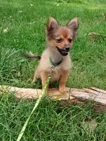 Trisha , a female Chihuahua and Pomeranian for sale in Saint Louis, MI – 1 of 3