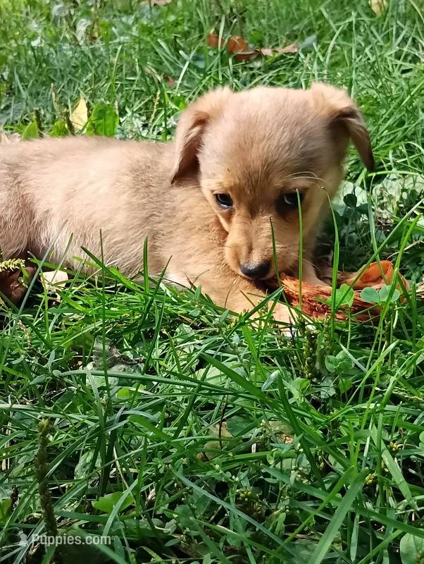 Cosmo  – Pembroke Welsh Corgi, Chihuahua puppy for sale in Saint Louis, MI