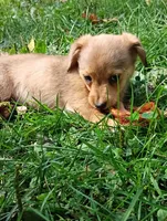 Cosmo , a male Pembroke Welsh Corgi and Chihuahua for sale in Saint Louis, MI – 1 of 5