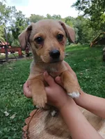 Ziggy , a male Pembroke Welsh Corgi and Chihuahua for sale in Saint Louis, MI – 2 of 5