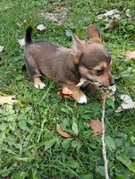 Atlas , a male Pembroke Welsh Corgi and Chihuahua for sale in Saint Louis, MI – 3 of 5