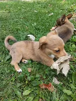 Cosmo , a male Pembroke Welsh Corgi and Chihuahua for sale in Saint Louis, MI – 5 of 5