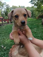 Ziggy , a male Pembroke Welsh Corgi and Chihuahua for sale in Saint Louis, MI – 3 of 5