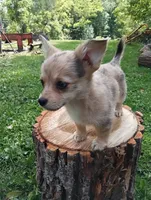 Zena, a female Pembroke Welsh Corgi and Chihuahua for sale in Saint Louis, MI – 4 of 5