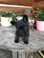 Gabby, a female Cairn Terrier for sale in Clarkston, WA – 5 of 5
