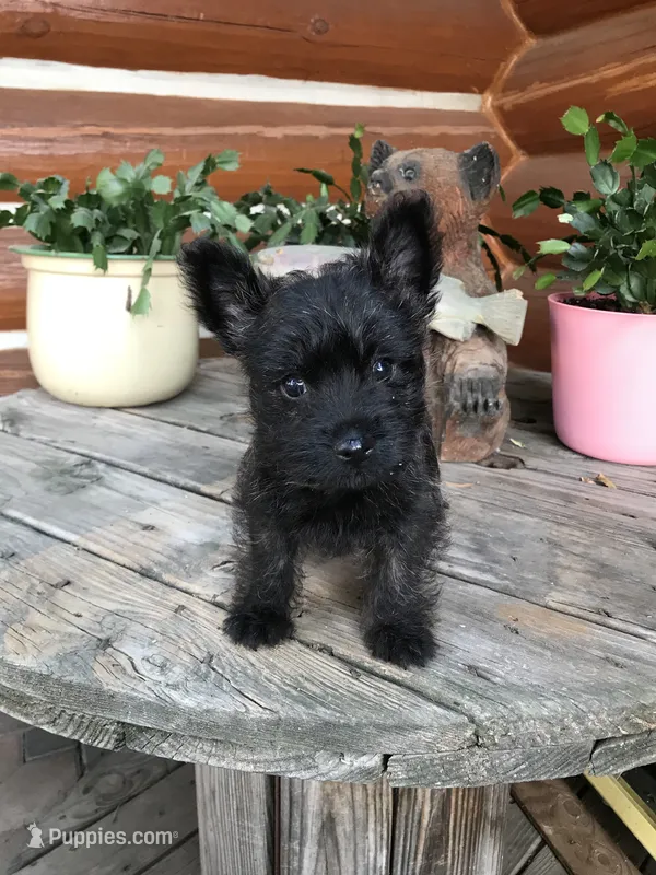Gabby – Cairn Terrier puppy for sale in Clarkston, WA