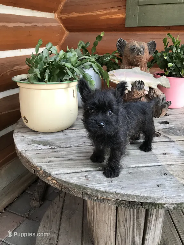 Caleb – Cairn Terrier puppy for sale in Clarkston, WA