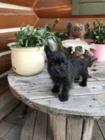 Caleb, a male Cairn Terrier for sale in Clarkston, WA – 1 of 5