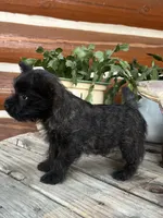Liam, a male Cairn Terrier for sale in Clarkston, WA – 2 of 3