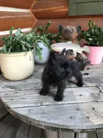Caleb, a male Cairn Terrier for sale in Clarkston, WA – 2 of 5