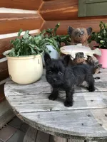 Caleb, a male Cairn Terrier for sale in Clarkston, WA – 5 of 5