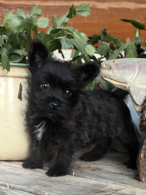 Liam – Cairn Terrier puppy for sale in Clarkston, WA