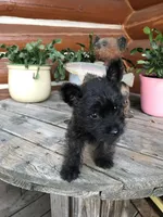 Gabby, a female Cairn Terrier for sale in Clarkston, WA – 4 of 5