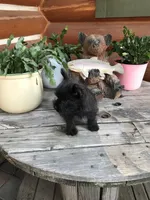 Caleb, a male Cairn Terrier for sale in Clarkston, WA – 4 of 5