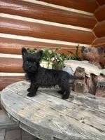 Liam, a male Cairn Terrier for sale in Clarkston, WA – 3 of 3