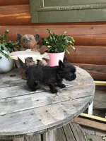 Caleb, a male Cairn Terrier for sale in Clarkston, WA – 3 of 5