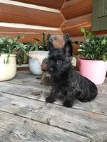 Gabby, a female Cairn Terrier for sale in Clarkston, WA – 2 of 5