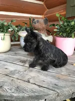 Gabby, a female Cairn Terrier for sale in Clarkston, WA – 3 of 5