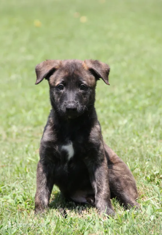 Jewel – Belgian Malinois, Dutch Shepherd puppy for sale in Waxhaw, NC