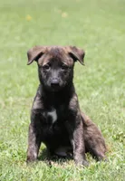 Jewel, a male Belgian Malinois and Dutch Shepherd for sale in Waxhaw, NC – 1 of 4