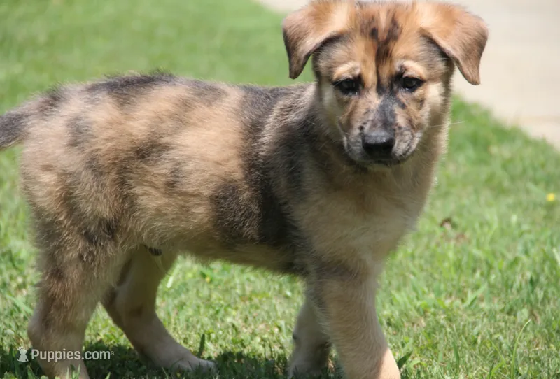 Rocket  – Belgian Malinois, Dutch Shepherd puppy for sale in Waxhaw, NC