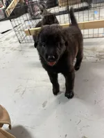 Wunder (German for Miracle), a male Belgian Malinois and Dutch Shepherd for sale in Waxhaw, NC – 3 of 7