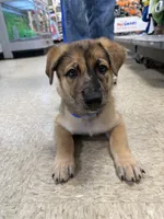 Rocket , a male Belgian Malinois and Dutch Shepherd for sale in Waxhaw, NC – 2 of 7