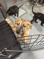 Rocket , a male Belgian Malinois and Dutch Shepherd for sale in Waxhaw, NC – 3 of 7