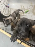 Jewel, a male Belgian Malinois and Dutch Shepherd for sale in Waxhaw, NC – 4 of 4