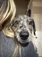 Bruno, a male Belgian Malinois and Dutch Shepherd for sale in Waxhaw, NC – 4 of 6