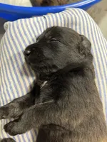 Wunder (German for Miracle), a male Belgian Malinois and Dutch Shepherd for sale in Waxhaw, NC – 7 of 7