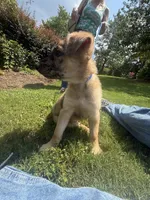 Rocket , a male Belgian Malinois and Dutch Shepherd for sale in Waxhaw, NC – 6 of 7