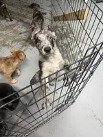 Journey, a male Belgian Malinois and Dutch Shepherd for sale in Waxhaw, NC – 3 of 6